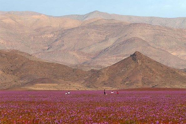هذا ما يحدث عندما تمطر في الصحراء الأكثر جفافا في العالم