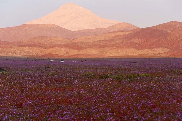 هذا ما يحدث عندما تمطر في الصحراء الأكثر جفافا في العالم