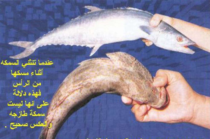السمك الطازج مصدر مهم للغذاء والطاقة﻿