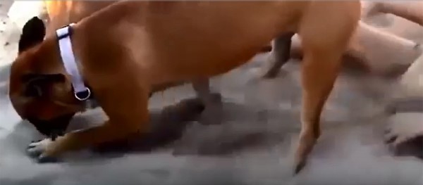 بالفيديو.. كلب ينتقم من طفلة أيقظته من النوم بطريقة عنيفة