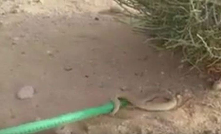 بالفيديو.. حيّة تتخفى في الرمل وسعودي يمسك رأسها بعد أن حذّر منها