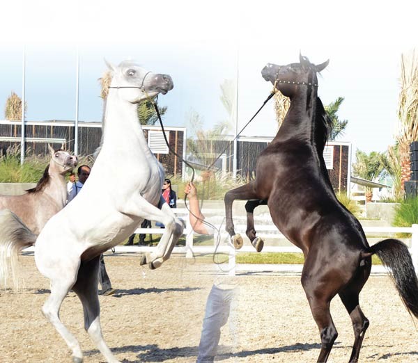 بداية ناجحة ومثيرة في اليوم الأول لبطولة جمال الخيل المصرية
