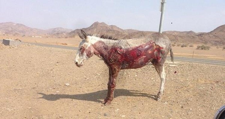 بالصور.. سعودي يعذب حماراً لجاره ويسلخ جلده.. وصاحبه يتقدم ببلاغ رسمي 