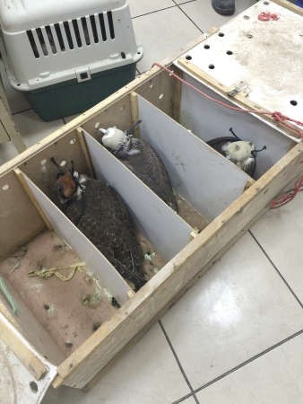 الصقور بعد ضبطها في ميناء الدوحة