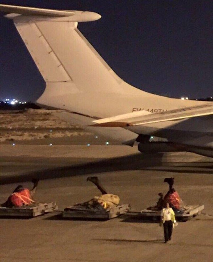 بالفيديو والصور.. خليجي ينقل إبله بطائرة خاصة من السعودية الى الكويت للمشاركة في كأس الهجن