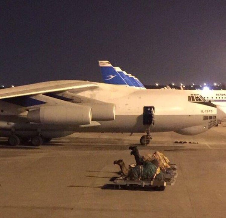 بالفيديو والصور.. خليجي ينقل إبله بطائرة خاصة من السعودية الى الكويت للمشاركة في كأس الهجن