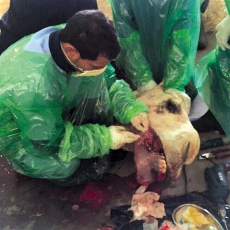 بالصور.. جراحة لاصلاح "براطم" بعير قيمته مليونا ريال في السعودية