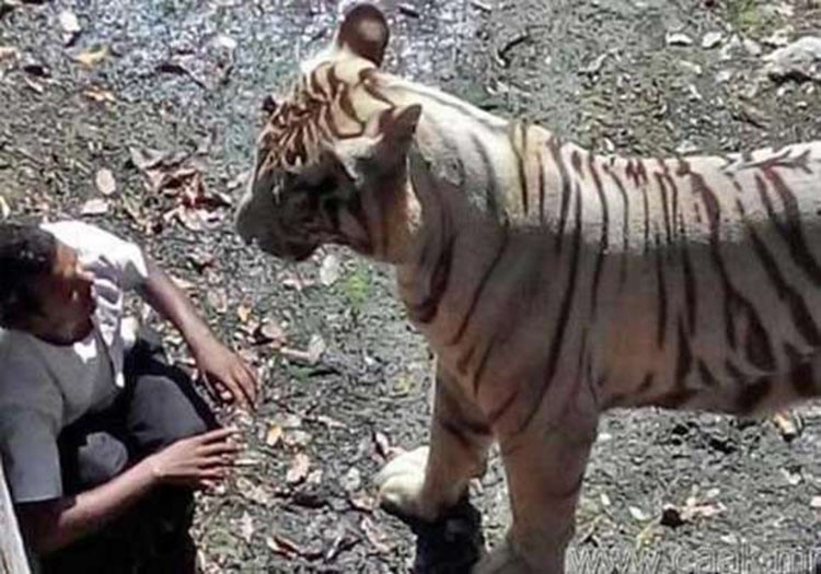 6- تظهر الصورة الاخيرة لنمر في حديقة حيوان نيوديلهي بالهند قبل ان يلتهم ضحيته