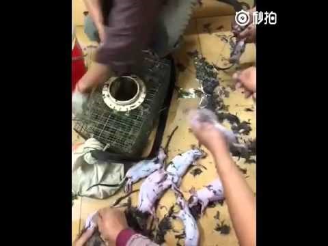 بالفيديو.. هكذا يتم تحضير أطباق من الجرذان بالصين 