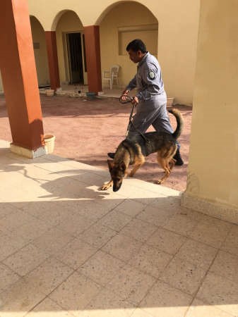 الكلاب البوليسية شاركت في عمليات البحث﻿