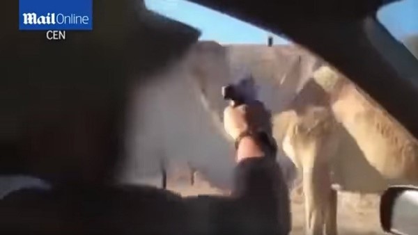 بالفيديو.. جندي إسرائيلي يطلق النار على جمل من سيارته