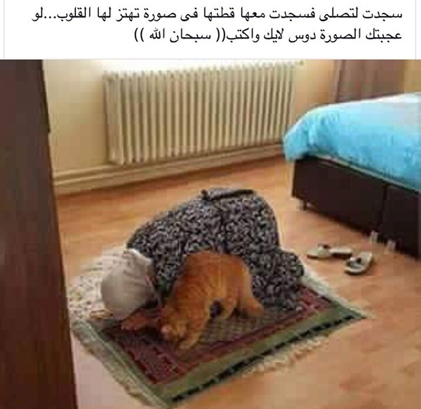 لقطة مؤثرة.. سجدت لتصلي فسجدت معها قطتها