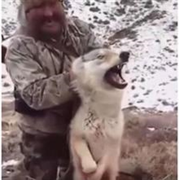 بالفيديو.. صياد يرغم ذئباً على التقاط صورة سيلفي قبل قتله