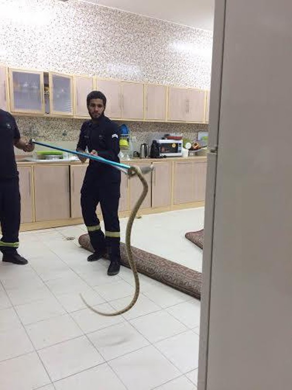 صورة.. ثعبان ضخم يباغت أسرة داخل منزلها و"الدفاع المدني السعودي" ينقذ الموقف