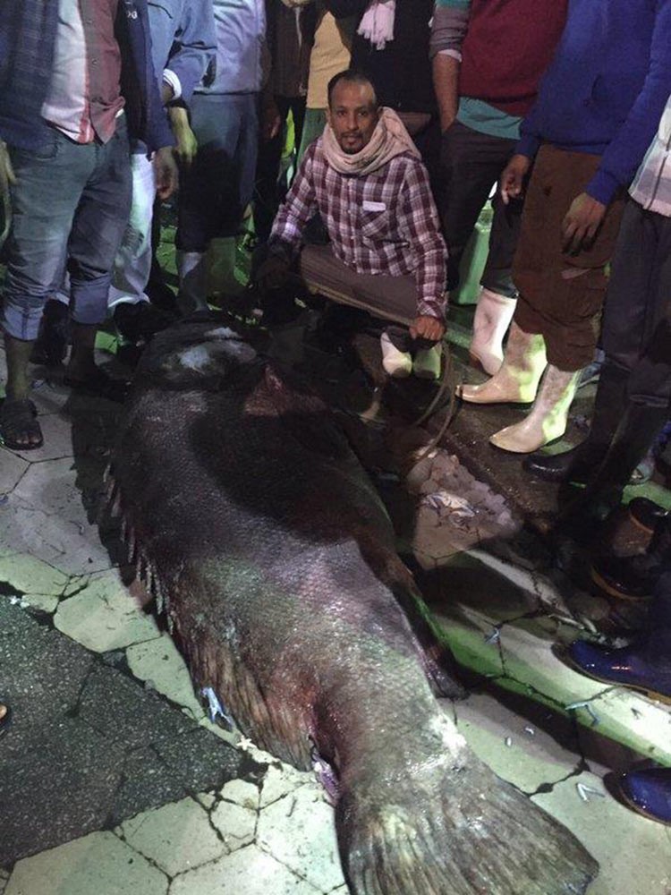 بالفيديو.. بيع أكبر سمكة هامور في الخليج تزن 280 كيلو في سوق سمك سعودي