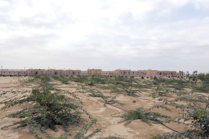 طبيعة خلابة ونباتات طبيعية حول القرية﻿