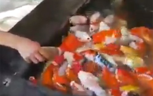 بالفيديو.. أسماك تتغذى بالرضاعة!