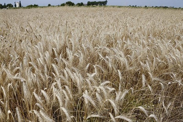 قواعد جديدة لاستيراد القمح