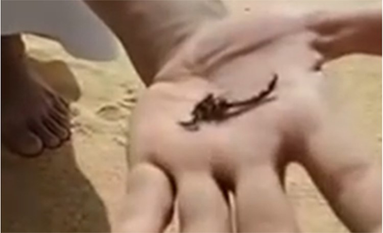 بالفيديو.. خليجي يسكب المياه الباردة على عقرب.. شاهد ماذا حصل له