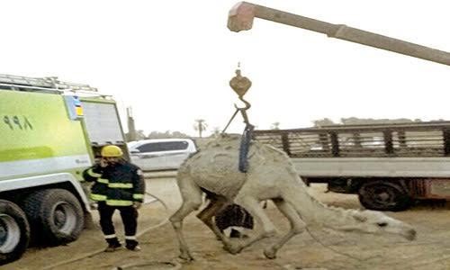 صورة: استخراج (جمل) من أحد الخزانات