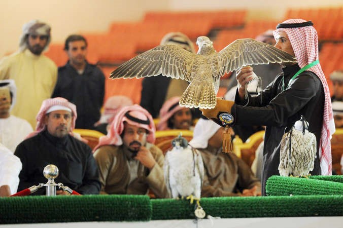 وعرض اخر لاحد الصقور المشاركة امام الجمهور ﻿