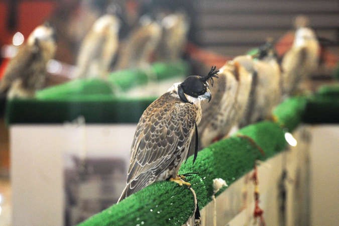 عرض الصقور المشاركة امام الجمهور ﻿