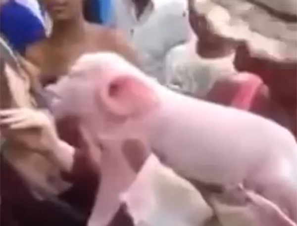 بالفيديو.. خنزير برأس قرد يحيّر العلماء في كوبا!