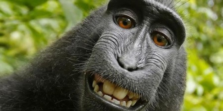 قاض أميركي يحكم بعدم ملكية "قرد" لصورة "سيلفي" التقطها لنفسه