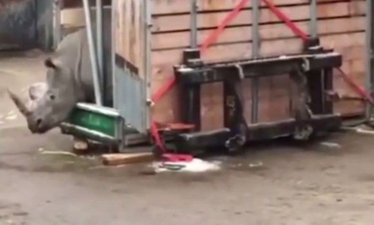 بالفيديو.. لحظة فرار عمال حديقة حيوان من وحيد قرن