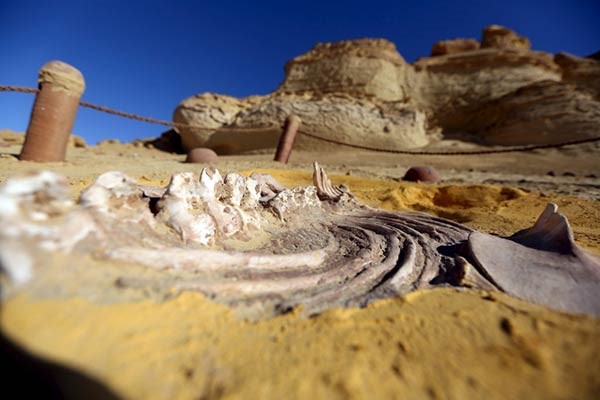 اكتشاف «الحوت الأكمل» بالفيوم