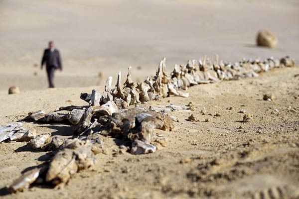 اكتشاف «الحوت الأكمل» بالفيوم