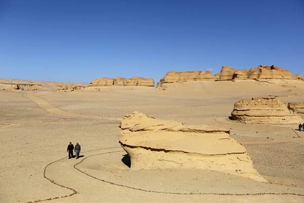 اكتشاف «الحوت الأكمل» بالفيوم