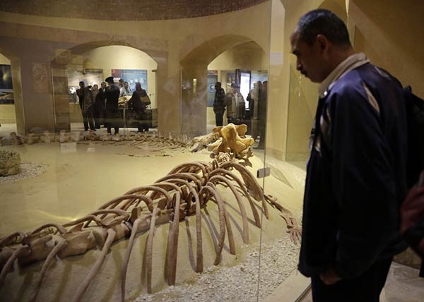 اكتشاف «الحوت الأكمل» بالفيوم