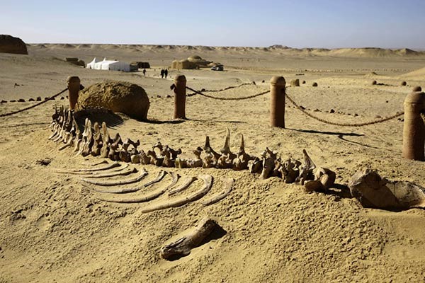 اكتشاف «الحوت الأكمل» بالفيوم