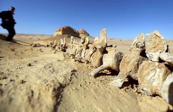 اكتشاف «الحوت الأكمل» بالفيوم