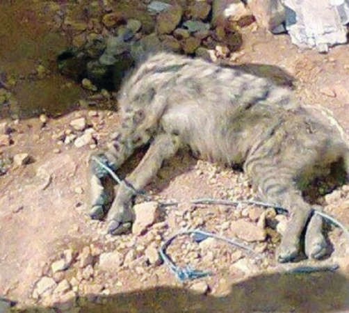 الضبع الذي قتله احد اللاجئين السوريين في عرسال 