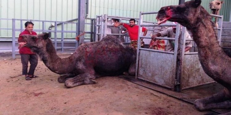 بالفيديو.. تعذيب إبل في مسلخ بالسعودية يشعل غضب المغردين