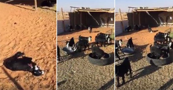 بالفيديو.. سعودي يصور أغنامه ويرسلها "واتسآب" لاصدقائه ليعود ويجدها ميتة جراء "عين حارة"!