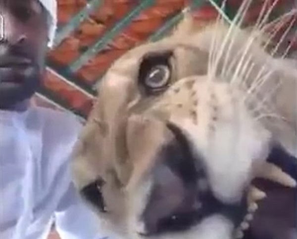 بالفيديو والصور.. أسد يهاجم الكاميرا خلال التقاط «سيلفي» له
