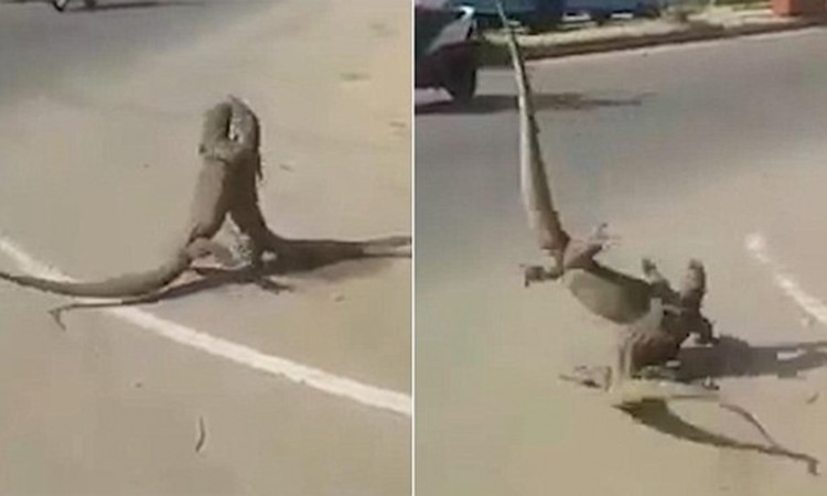 بالفيديو.. "معركة عنيفة" بين سحليتين وسط طريق مزدحم بالسيارات 