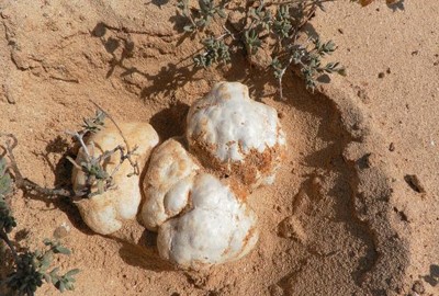 ضبط 4 أشخاص يبحثون عن الفقع في الصبية