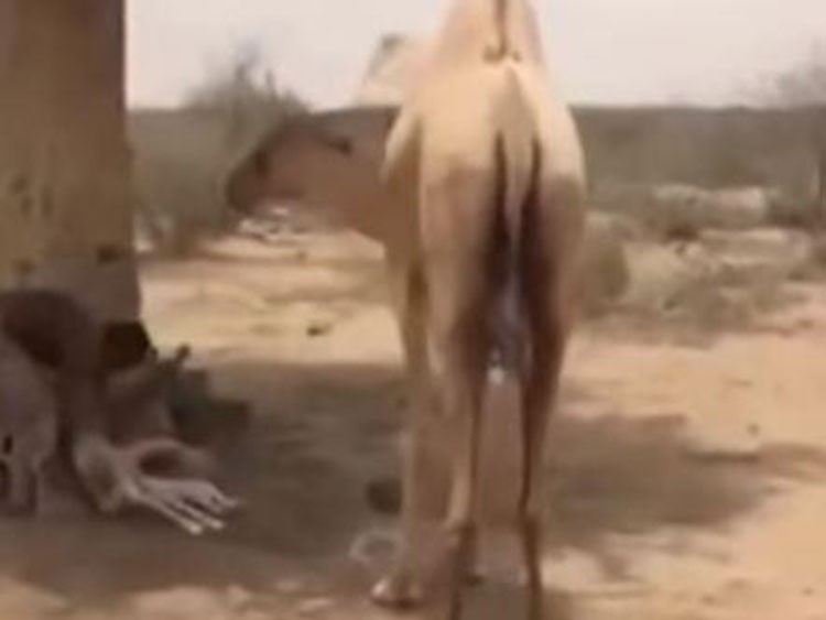 بالفيديو.. جنود سعوديون بالحد الجنوبي يحمون ناقة من قصف الحوثيين بعدما مات صغيرها