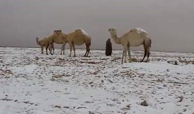 بالفيديو.. الجمل سفينة الصحراء على الثلوج في السعودية