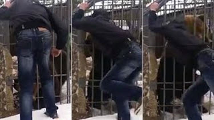 بالفيديو.. لهذا السبب لا تدخل يدك في قفص دب مفترس