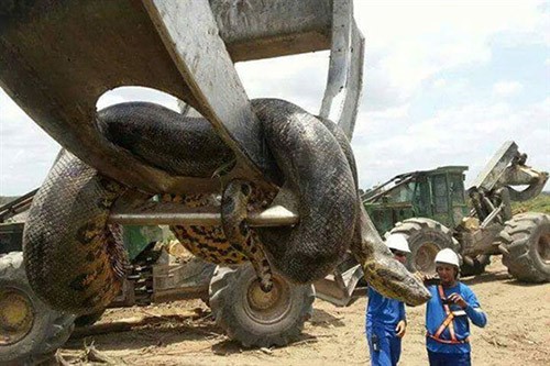 بالفيديو والصور.. أضخم ثعبان في التاريخ بالبرازيل يحتاج لرافعة لنقله 