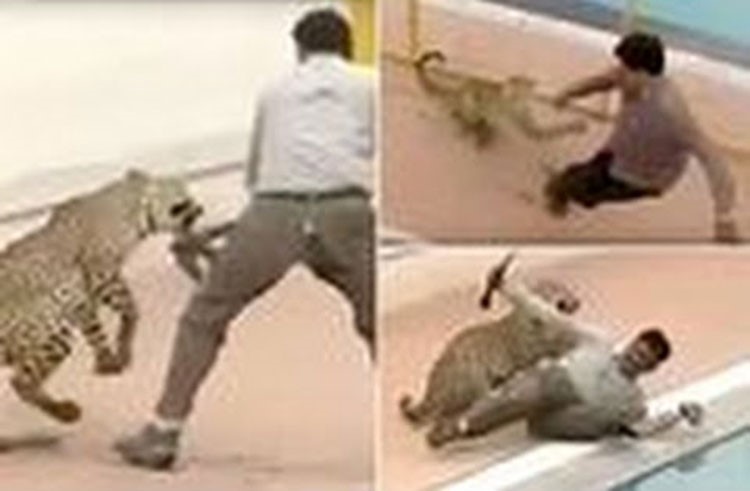 بالفيديو.. رجل يتعارك مع فهد اقتحم مدرسة ويجبره على الفرار