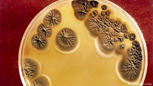 باحثون يكتشفون نوعاً جديداً من البكتريا يسبب داء لايم