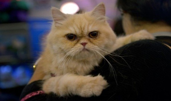بدانة الحيوانات المنزلية تثير القلق في بريطانيا