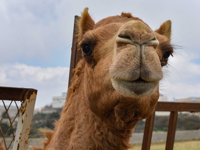 بالصور.. سعودي يفتح حديقة حيوان في منزله
