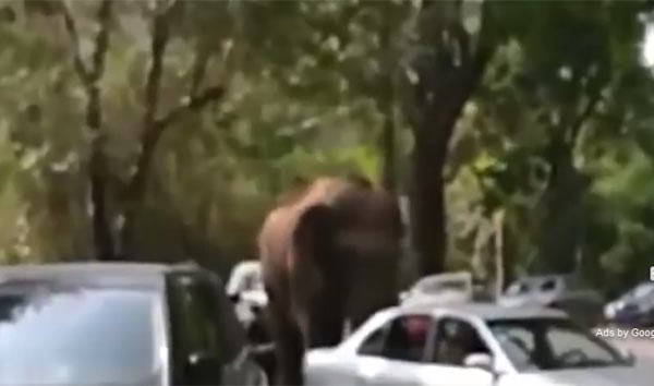 بالفيديو.. فيل هائج يحطم 15 سيارة في محمية طبيعية